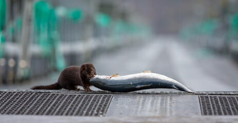 Mink steals fish from a fish farm, here it has caught a trout.