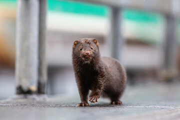 Mink at a fish farm.
