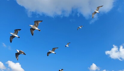 Seagulls flying along the Adalar ferry to the Princes' islands, Istanbul, Turkey
