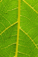 green leaf texture macro close up