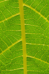 green leaf texture macro close up