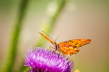 orange butterfly on purple thistle flower