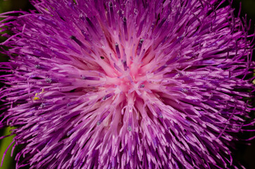 close up of a purple thistle flower