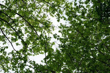 A view looking up at a canopy of green leaves and branches against a bright sky, capturing the essence of nature and tranquility, perfect for nature-themed projects and backgrounds.