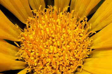 close up of yellow flower