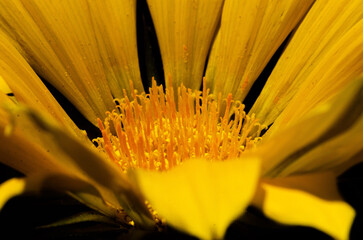 close up of yellow flower