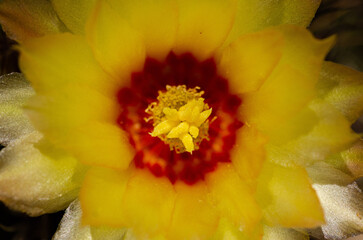 close up of cactus flower