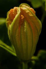 close up of butter squash flower