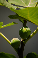 green figs on the branch