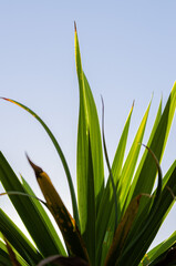 palm tree leaves in the sky