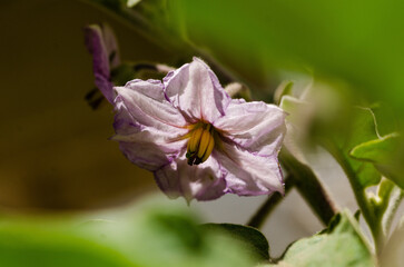 close up of an aubergine flower