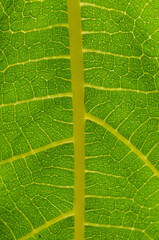 green leaf texture macro close up