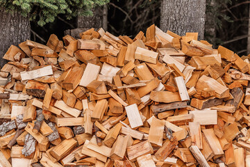 Firewood logs stacked and drying near trees in forest, providing sustainable energy source