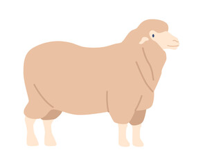Dorset fur sheep breed vector illustration