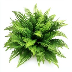 Lush green fern plant viewed from above, isolated on white background.