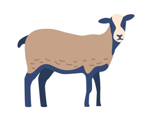 Somali sheep breed vector illustration