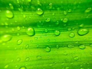 green palm leaf background with raindrops