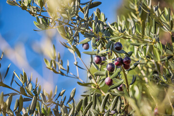 Close up of ripe black olives on a branch, ready for harvest, with a clear blue sky in the...