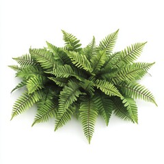 Lush green fern plant isolated on white background. (10)