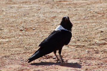 The Lone Sentinel of Sossusvlei