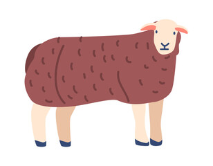 Long wool sheep breed vector illustration