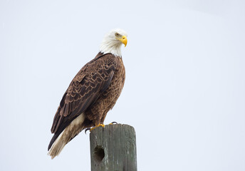 An Eagle on a post near Lake Kissimmee, .