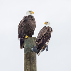 Two Eagles on a telephone pole near Lake Kissimmee, Florida.