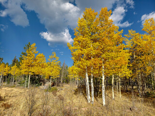 Various Colorado Fall/Autumn colors in mountains aspen trees. Western American autumn landscape with distinctive aspen trees displaying golden fall foliage