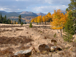 Various Colorado Fall/Autumn colors in mountains aspen trees. Western American autumn landscape...