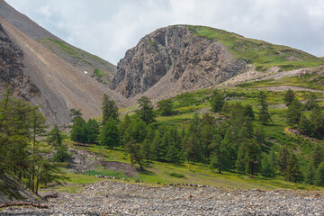 Conifer trees and big green hill top with steep sheer crags in sunlight. Long large herd of...