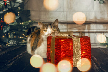 A cute cat interacting with a christmas gift in a cozy studio setting