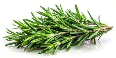 Obraz premium Fresh rosemary herb with fragrant needles isolated in closeup on white background, rosemary, closeup, rosemary, closeup, fragrance