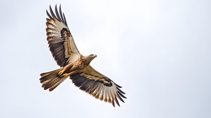 Obraz premium Majestic Eagle Soaring Through The Sky