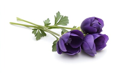 Three Purple Anemone Flowers With Green Stems