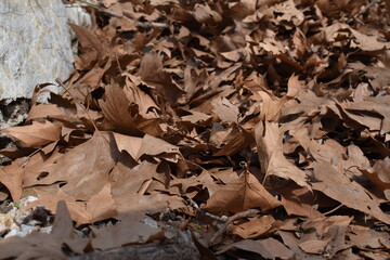 leaves in the autumn