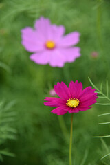 Obraz premium 赤とピンクのコスモス