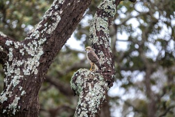 Small carijó hawk Rupornis magnirostris