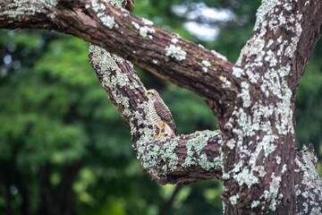 Small carijó hawk Rupornis magnirostris