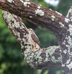 Small carijó hawk Rupornis magnirostris