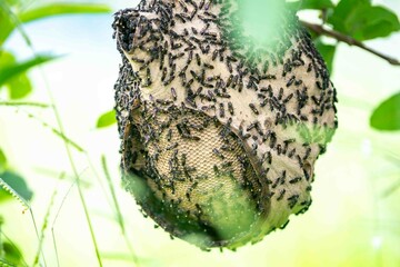 Wasp nest on tree branch in Brazilian rainforest