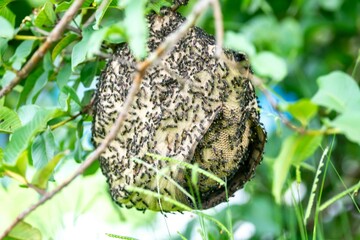 Wasp nest on tree branch in Brazilian rainforest