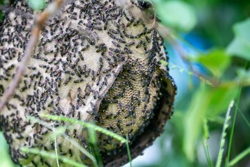 Wasp nest on tree branch in Brazilian rainforest