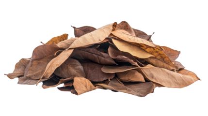 Pile of autumn leaves, transparent background