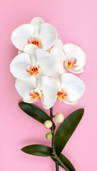 Beautiful White Phalaenopsis orchid flowers on pastel pink background top view flat lay. Tropical flower, branch of orchid close up. Pink orchid background. Holiday, Women's Day, Flower Card, beauty