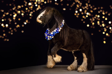 Black Shot portrait of mini tinker horses in a festive christmas setting