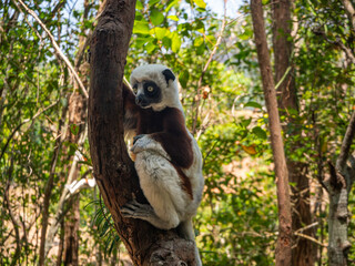 Coquerel’s Sifaka, Tropical forest jungle in Madagascar island
