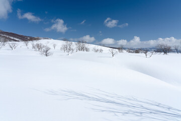 山スキー　樹林帯を行く