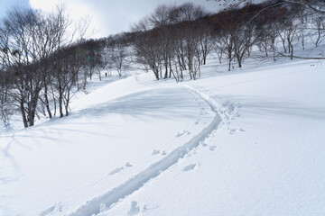 山スキー　樹林帯を行く