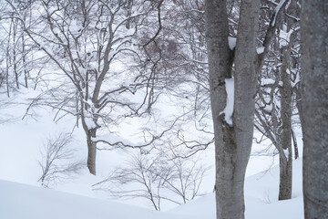 冬のブナの森