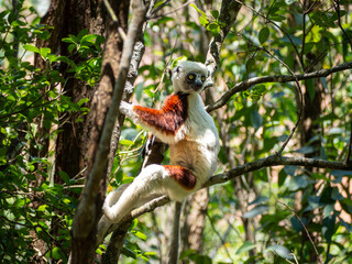 Coquerel’s Sifaka, Tropical forest jungle in Madagascar island